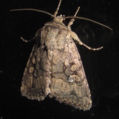 Nudorthodes texana