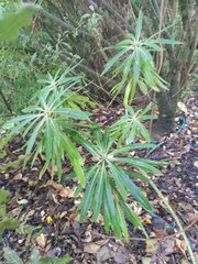 Euphorbia mellifera