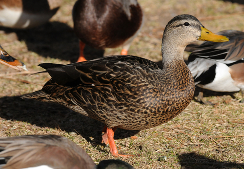 Mexican Duck