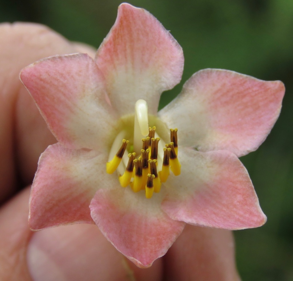 Blakea laevigata