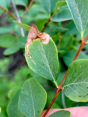 iNaturalist observation photo of Aulagromyza