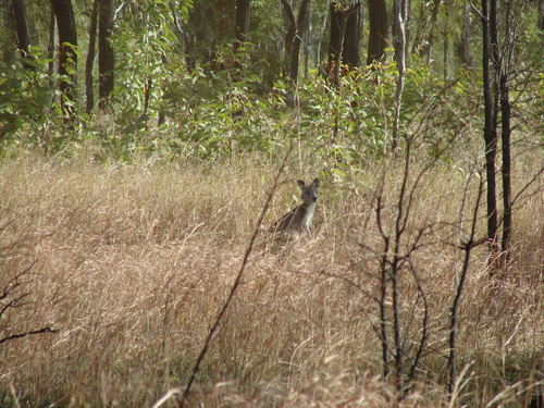 Osphranter robustus