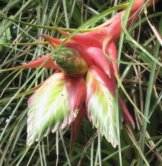 Tillandsia punctulata