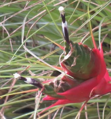 Tillandsia punctulata