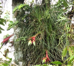 Tillandsia punctulata