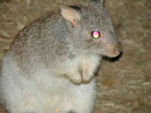 Aepyprymnus rufescens
