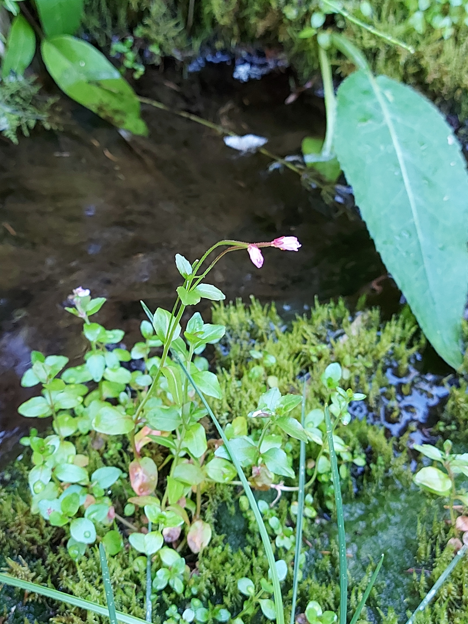 Imagem de Não há um nome popular amplamente reconhecido para "Epilobium hornemannii" no Brasil