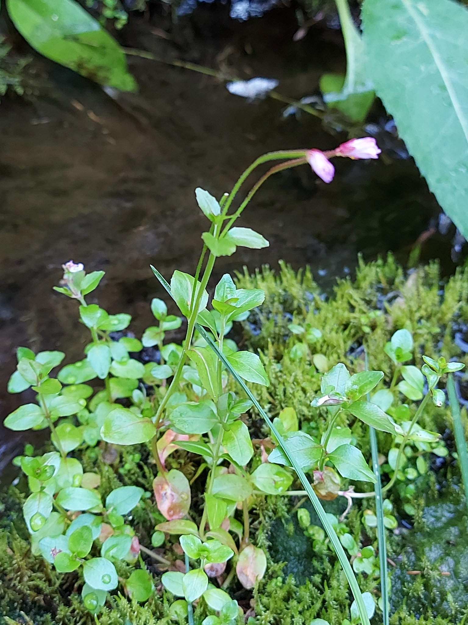 Imagem de Não há um nome popular amplamente reconhecido para "Epilobium hornemannii" no Brasil