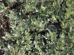Atriplex maximowicziana
