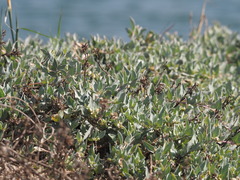 Atriplex maximowicziana