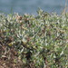 Maximowicz's Saltbush - Photo no rights reserved, uploaded by 葉子