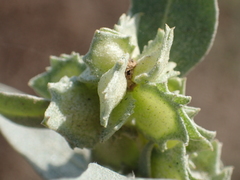 Atriplex maximowicziana