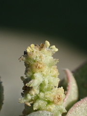 Atriplex maximowicziana