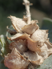 Atriplex maximowicziana