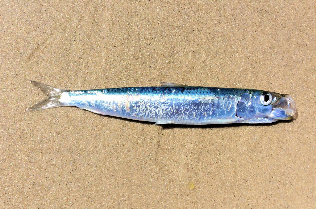 Zuid-Amerikaanse sardine (Sardinops sagax) — Clupeidae