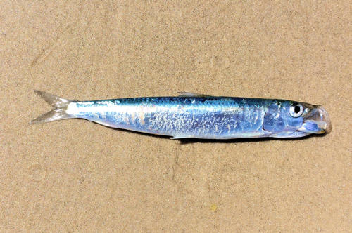 South American pilchard (Sardinops sagax) — Clupeidae