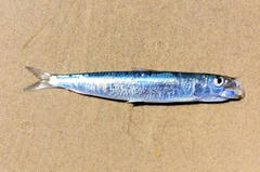 Sardinops sagax