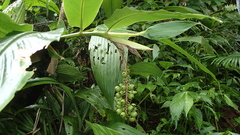Vanoverberghia sasakiana