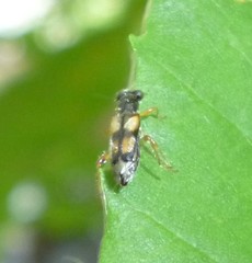 Phyllobaenus pallipennis