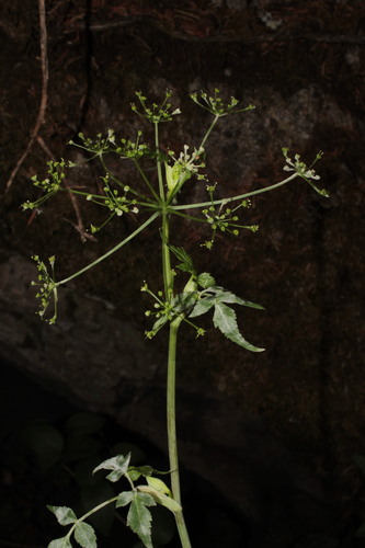 Image of Arracacia Filipes (Arracacia filipes) by (c) Arturo Castro Castro, some rights reserved (CC BY)