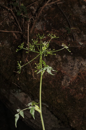 Image of Arracacia Filipes (Arracacia filipes) by (c) Arturo Castro Castro, some rights reserved (CC BY)