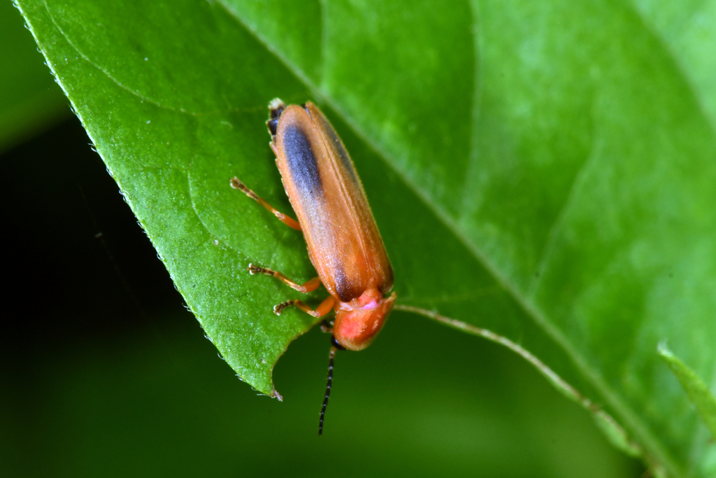 Click, Firefly, and Soldier Beetles from This is the general location