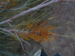 Grevillea pteridifolia