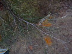 Grevillea pteridifolia