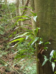 Lepidomicrosorium superficiale