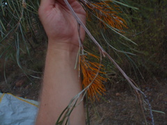 Grevillea pteridifolia