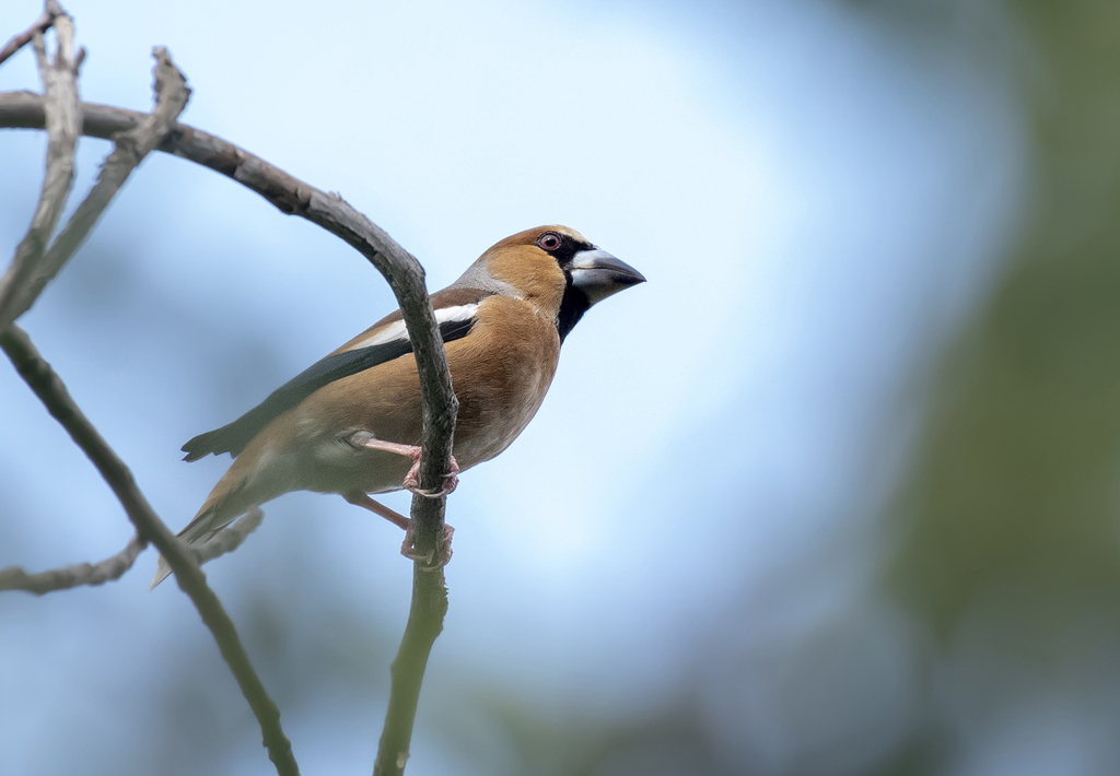 Hawfinch