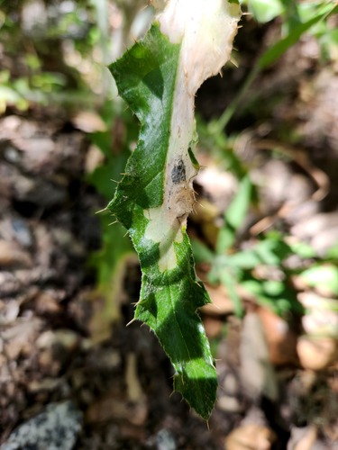 iNaturalist observation photo of Winged and Once-winged Insects