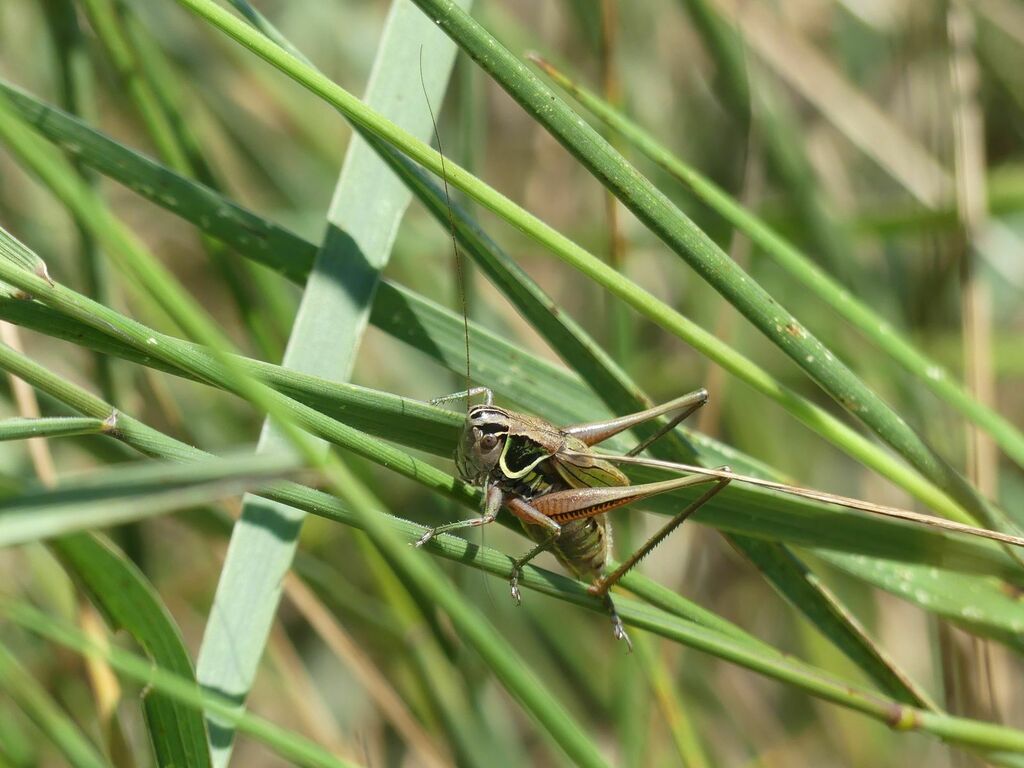 Cuenca Meadow Bush-cricket