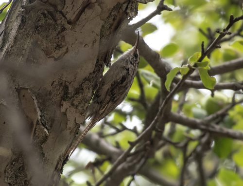 Bar-tailed Treecreeper (Certhia himalayana), photo 8