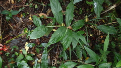 Zingiber kawagoii