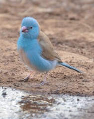 Uraeginthus cyanocephalus