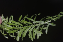 Jasione sessiliflora image