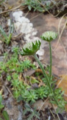 Jasione sessiliflora image