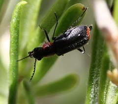 Malachius