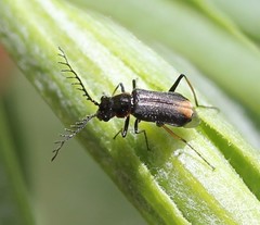 Malachius