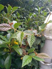 Cotoneaster bullatus