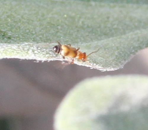 Attalusinus