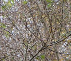 Poecile carolinensis