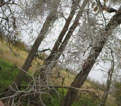 Tillandsia usneoides