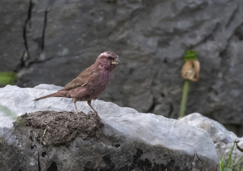 Blyth's Rosefinch (Carpodacus grandis)