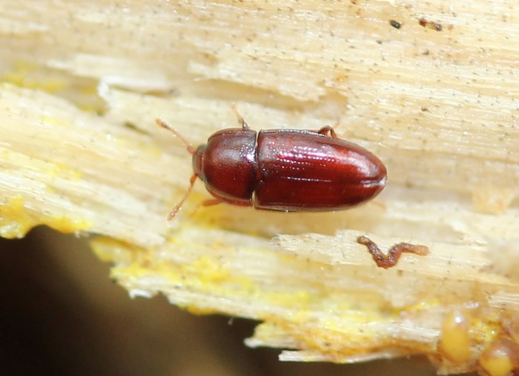 Philothermus glabriculus