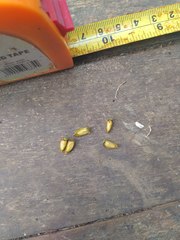 Cotoneaster bullatus