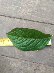 Cotoneaster bullatus