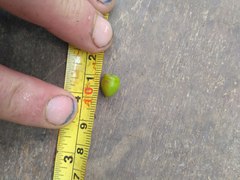 Cotoneaster bullatus