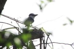 Notharchus hyperrhynchus
